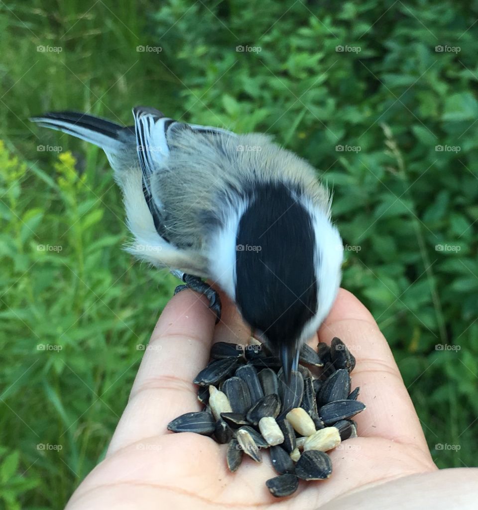 Chickadee 