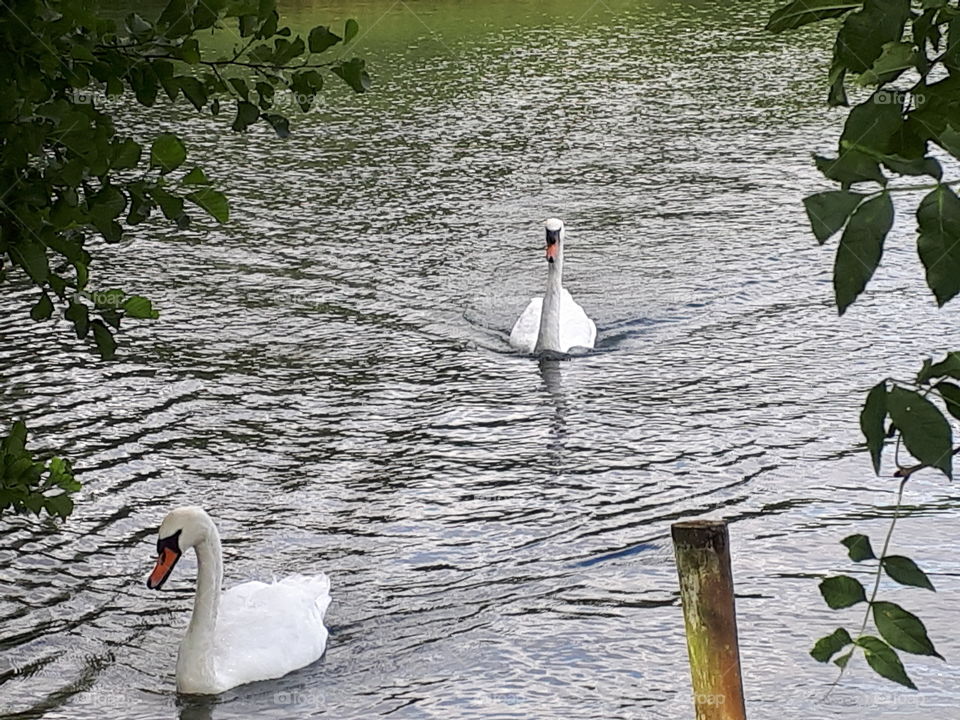 Two Swans On A Lake