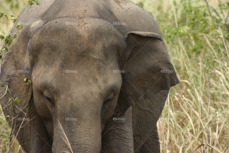 Local wildlife in Sri Lanka. Udawalawe National Park. Jeep Safari capture.