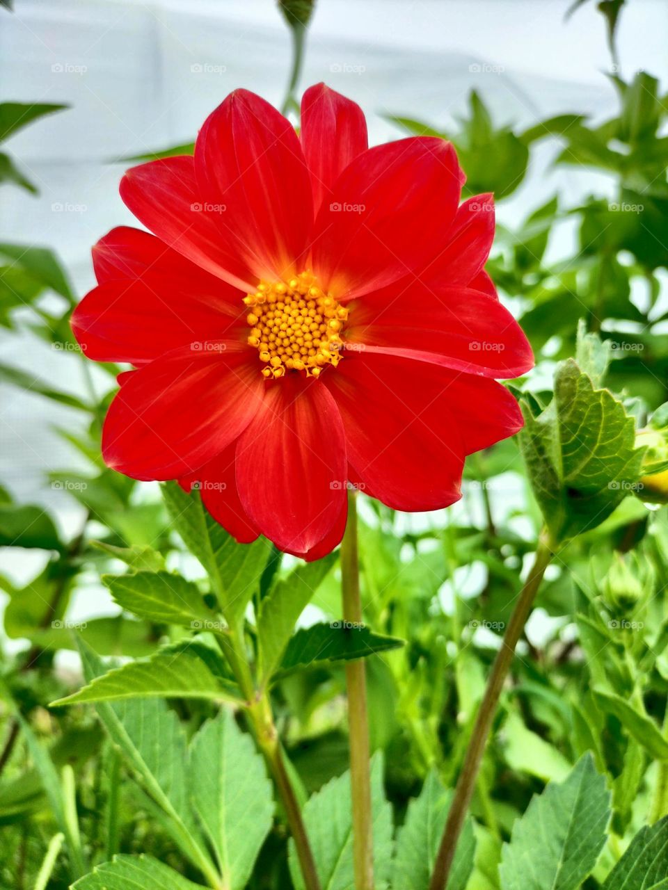 red beauty