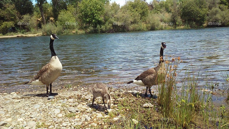 Lovely Goose Family. Went on a hike to the river and came across the beautiful goose family