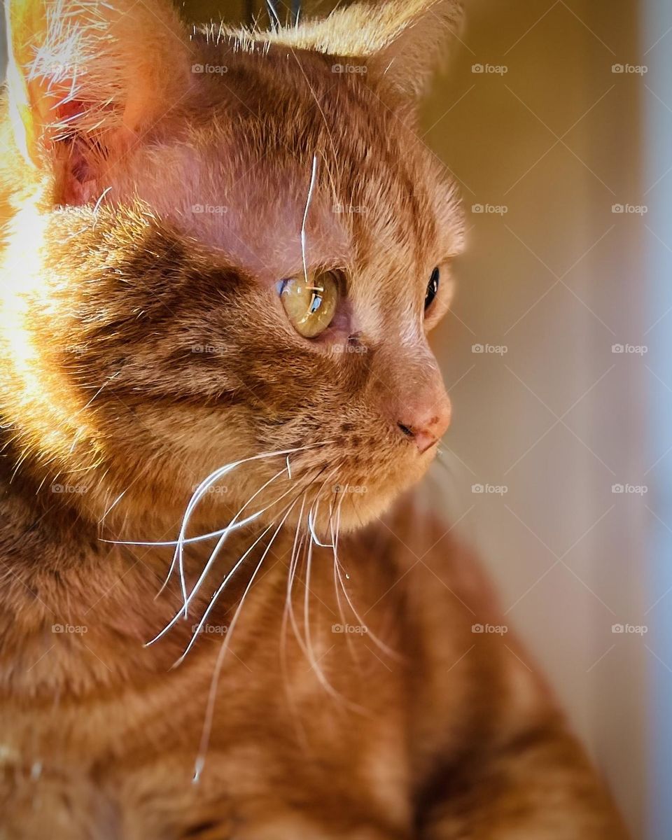 Ginger cat in the light...