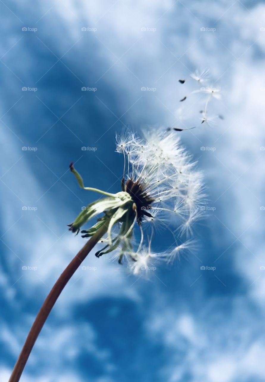 White dandelion against a blue sky