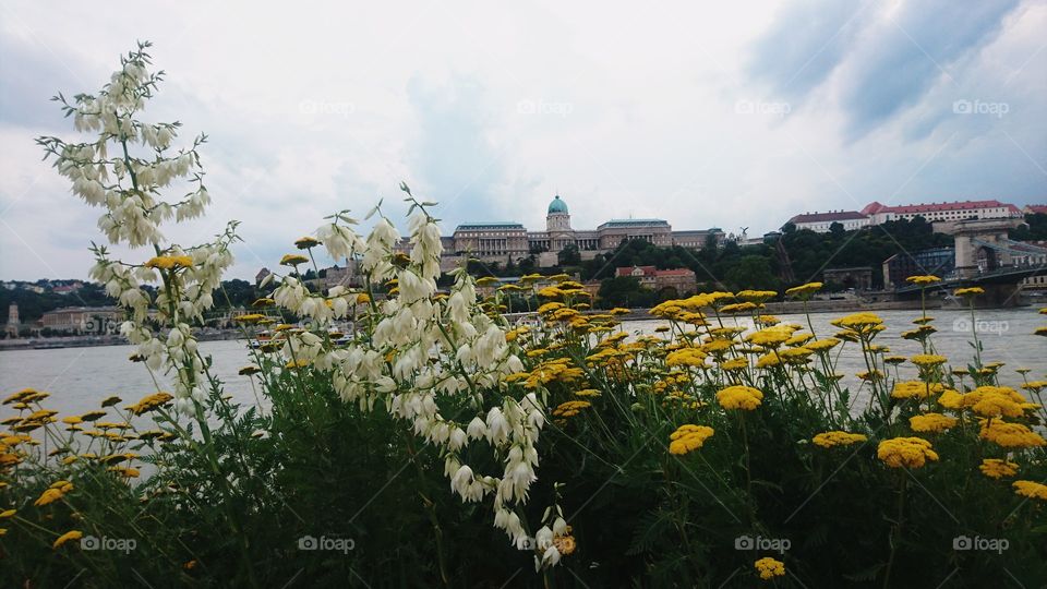 Flowers grow around Danube