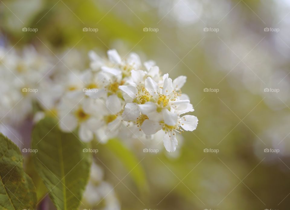 Bird cherry