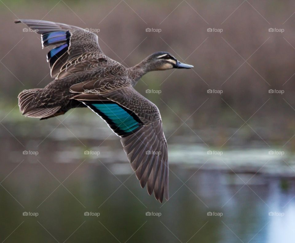 Pacific black Duck in flight