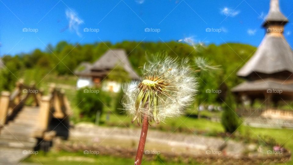 Dandelion, monastery, barsana, Maramures,