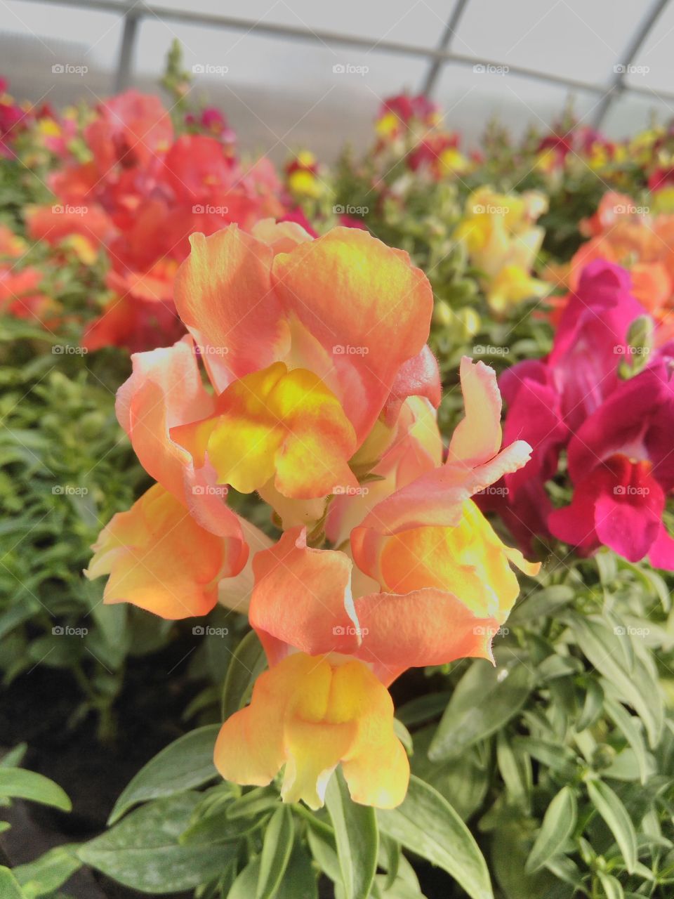 Львиный зев оранжевый