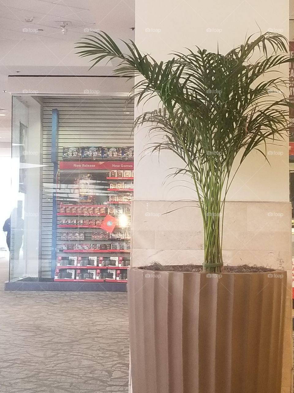 Potted plant at the mall