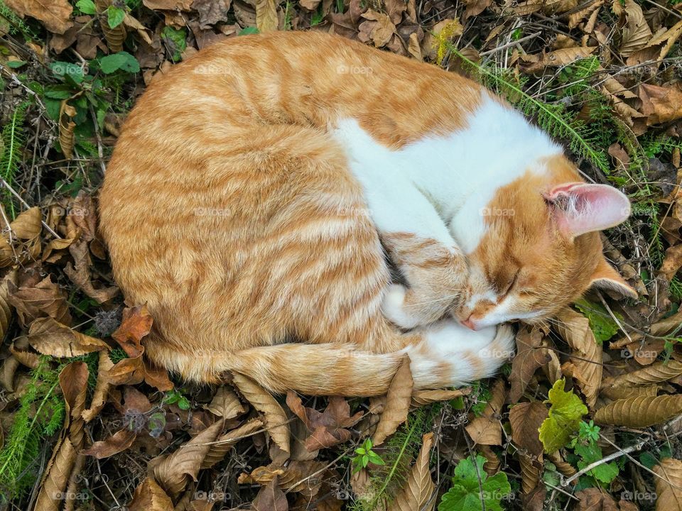 Ginger cat sleeping on autumn brown leaves