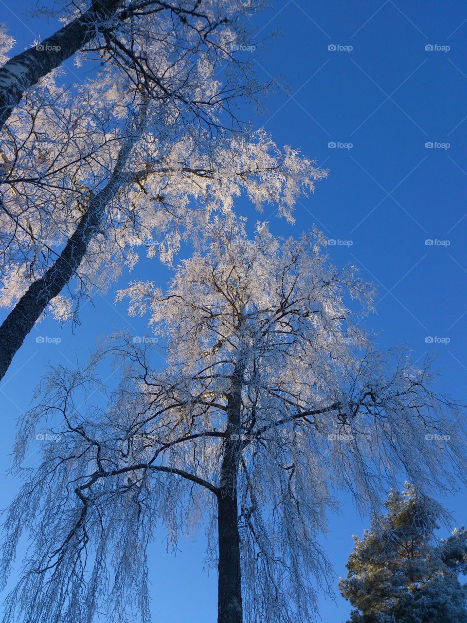 Frozen branches on tree