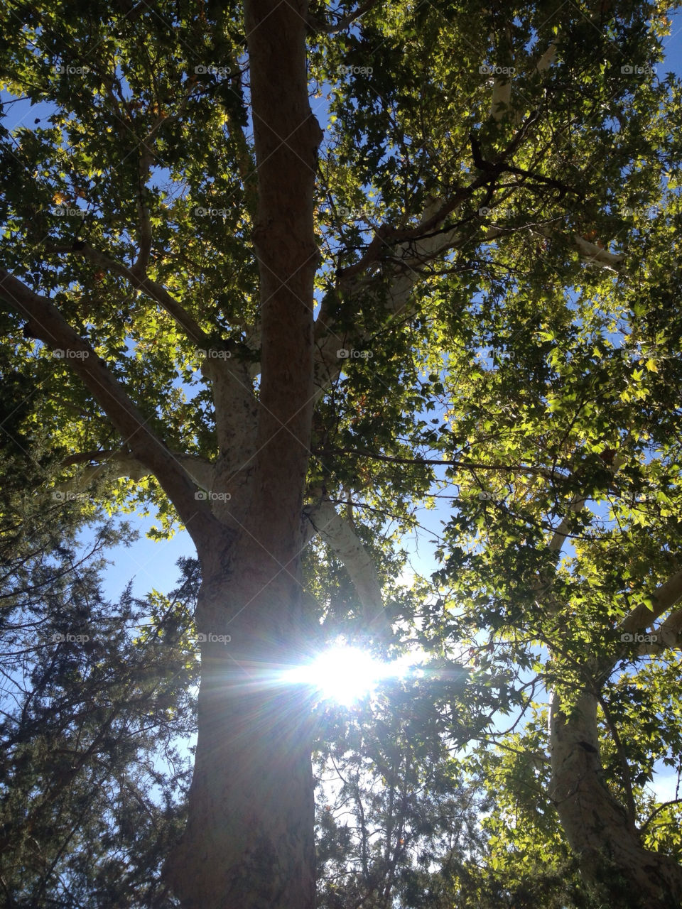 arizona tree sun by mjf101471