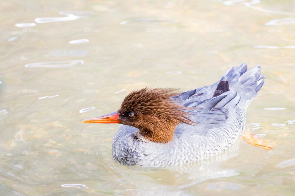 Closeup of one female merganser goosander bird swimming in the lake outdoors 