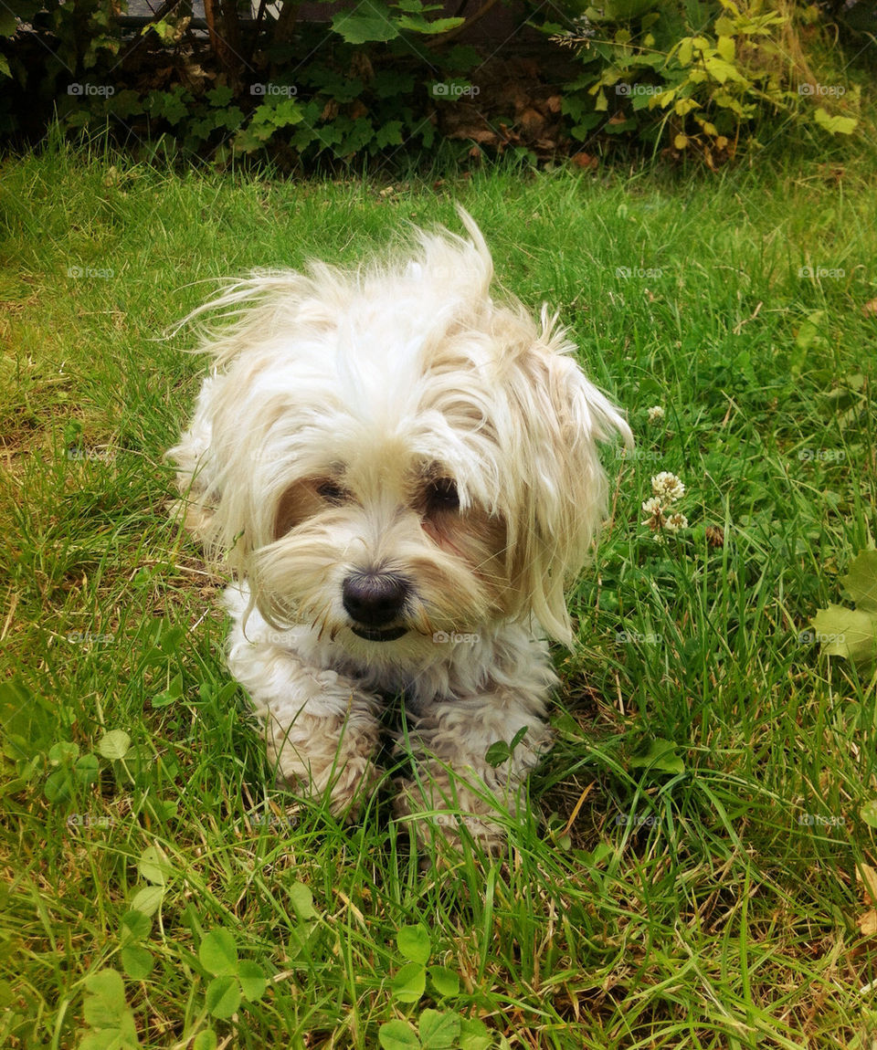 sweden summer dog dogs by linderborg