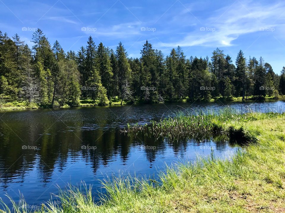 Étang de la Gruère