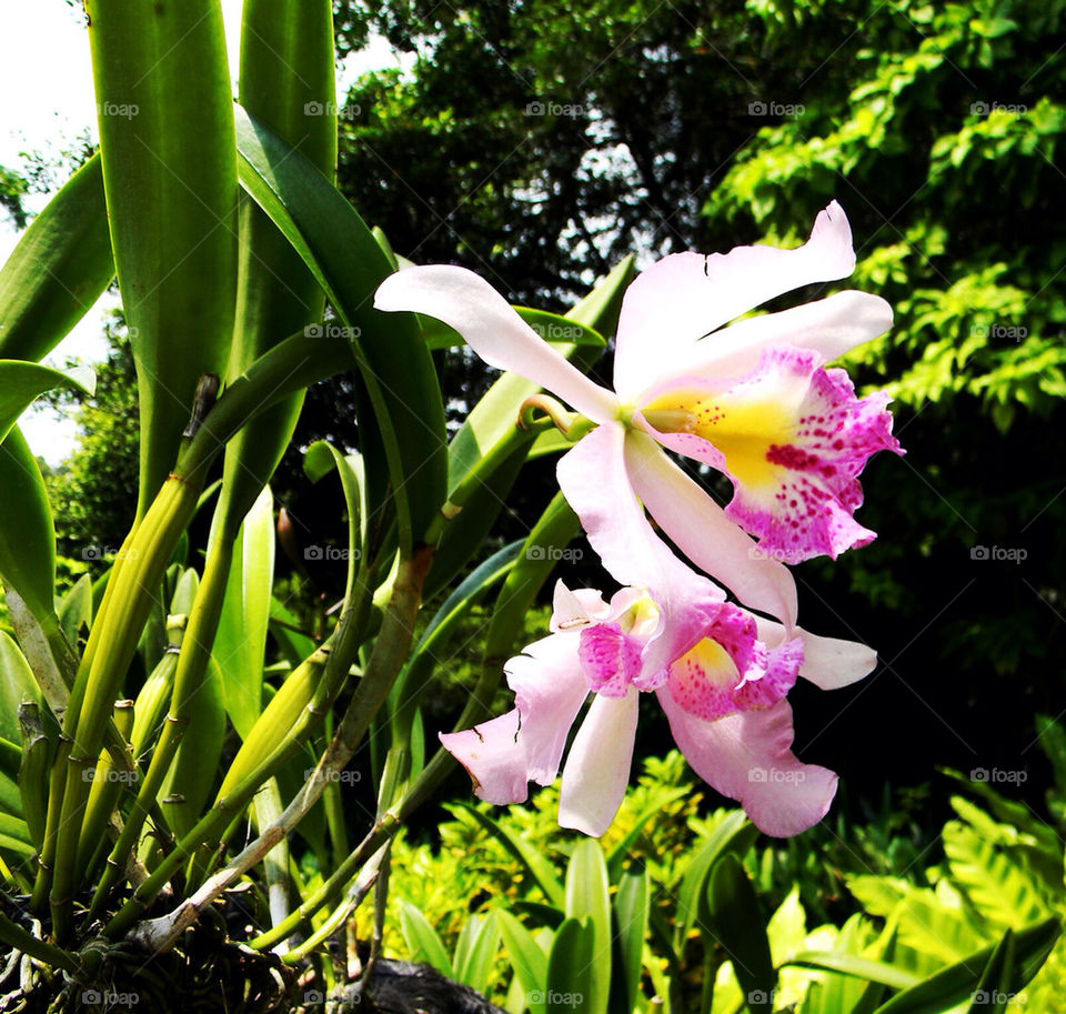 Orchid