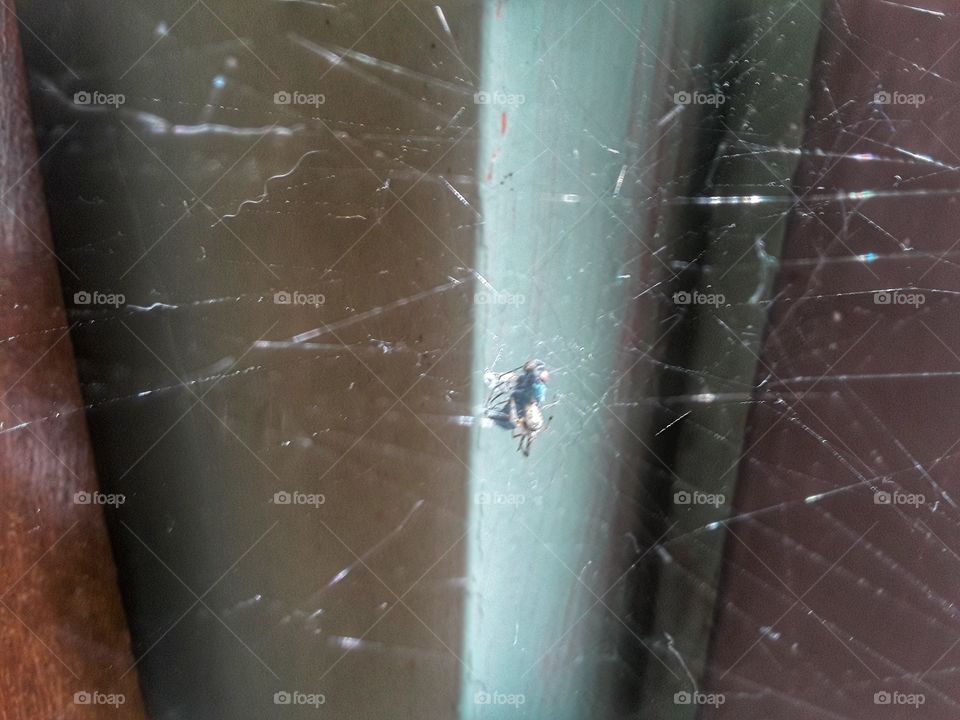 Spider web