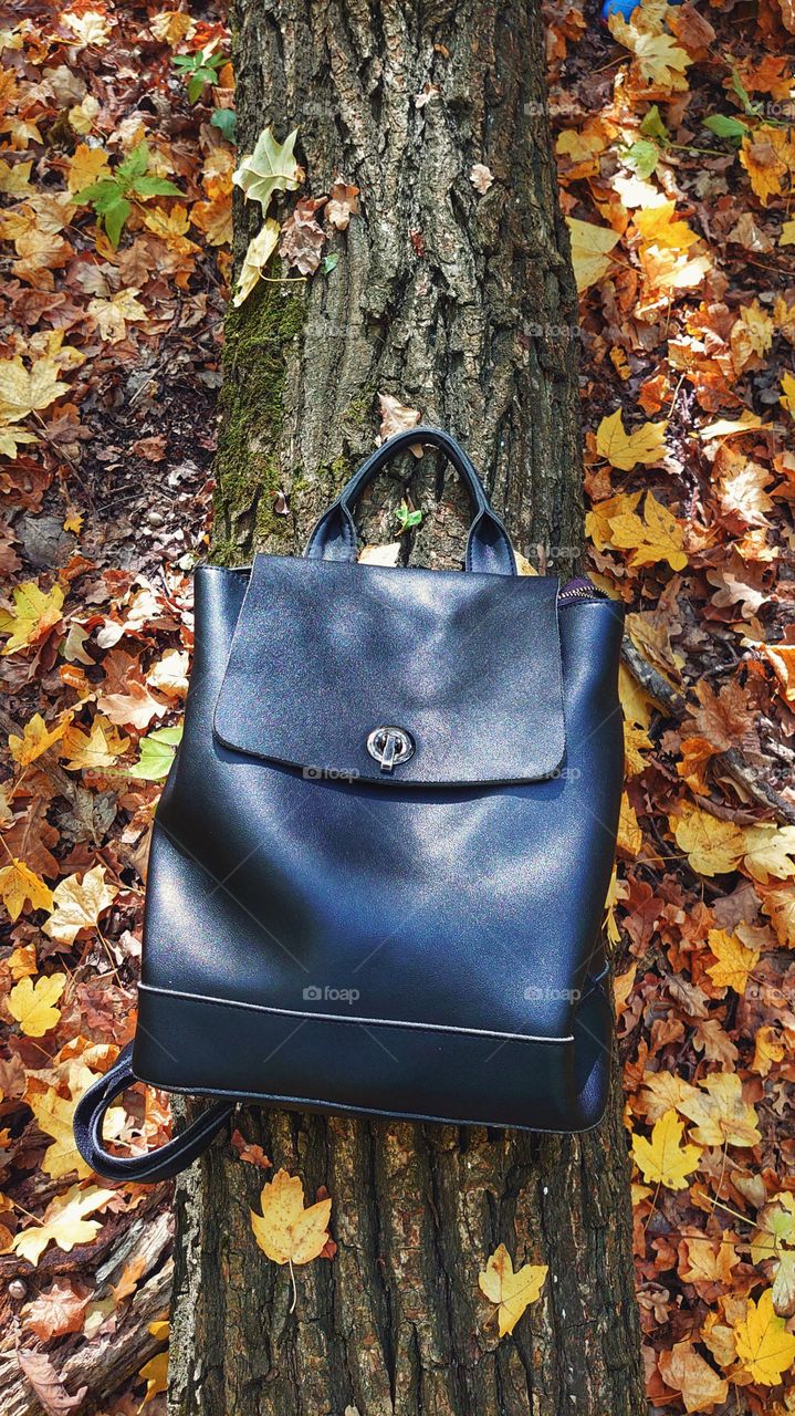 autumn in the forest