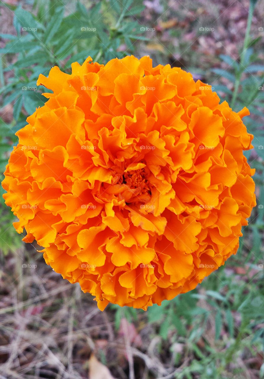 Orange Marigold