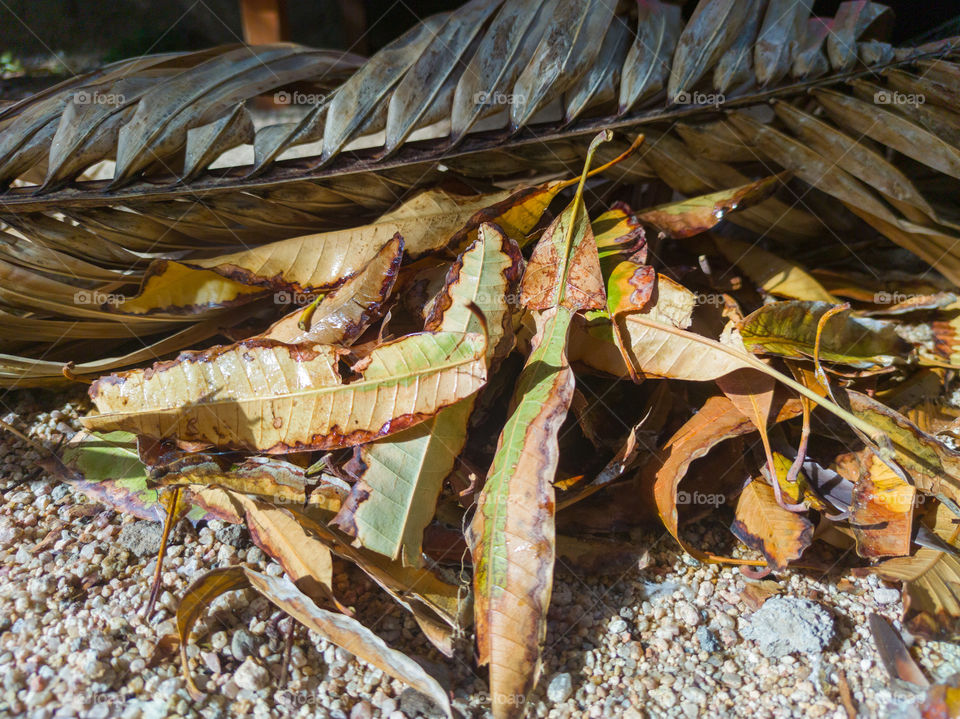 Leaves of a tree in autumn