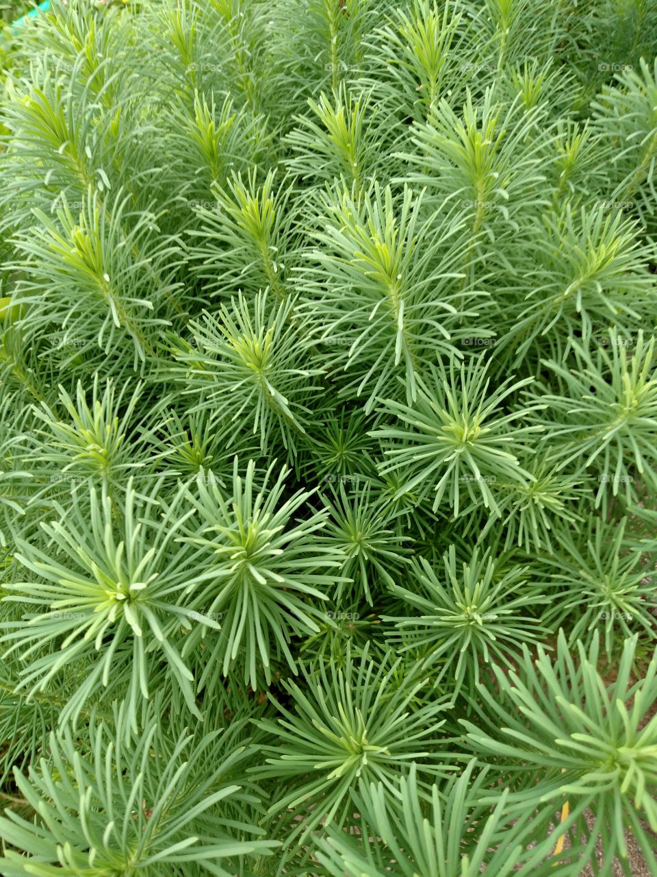 Green Stuff. If this stuff were another color, well then it would be named differently.