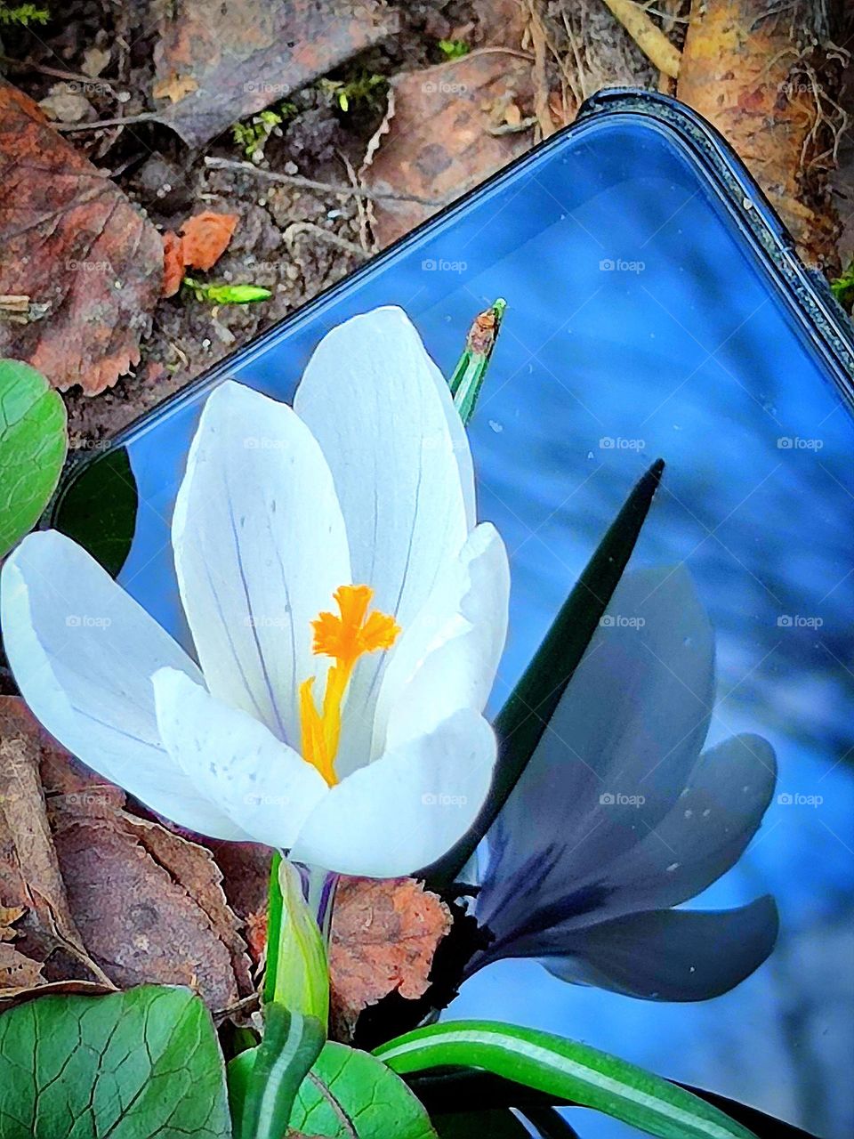 Spring has sprung. A white crocus is reflected off the black surface of a cell phone screen.