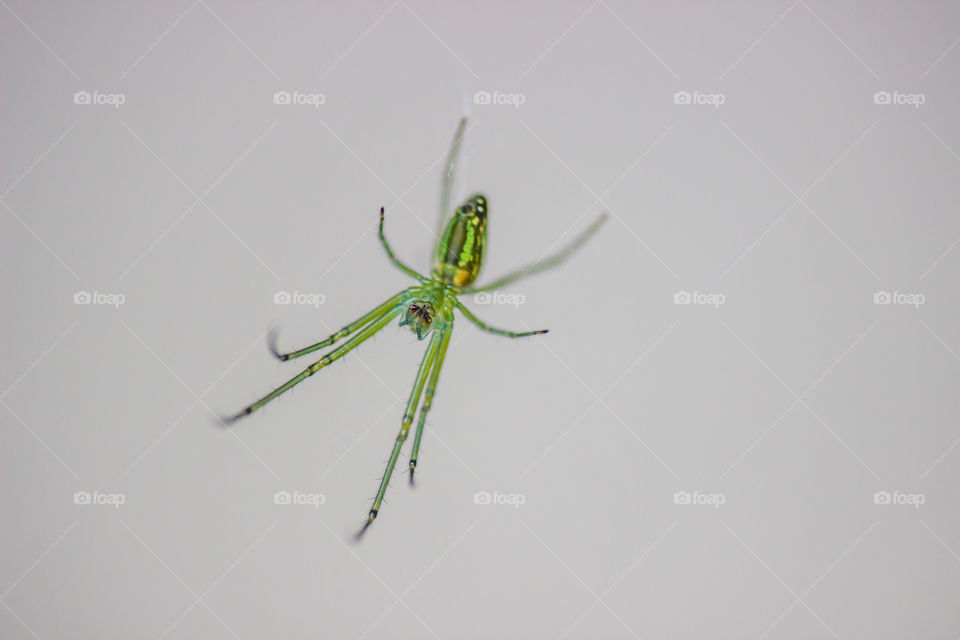 green spider sitting upside down