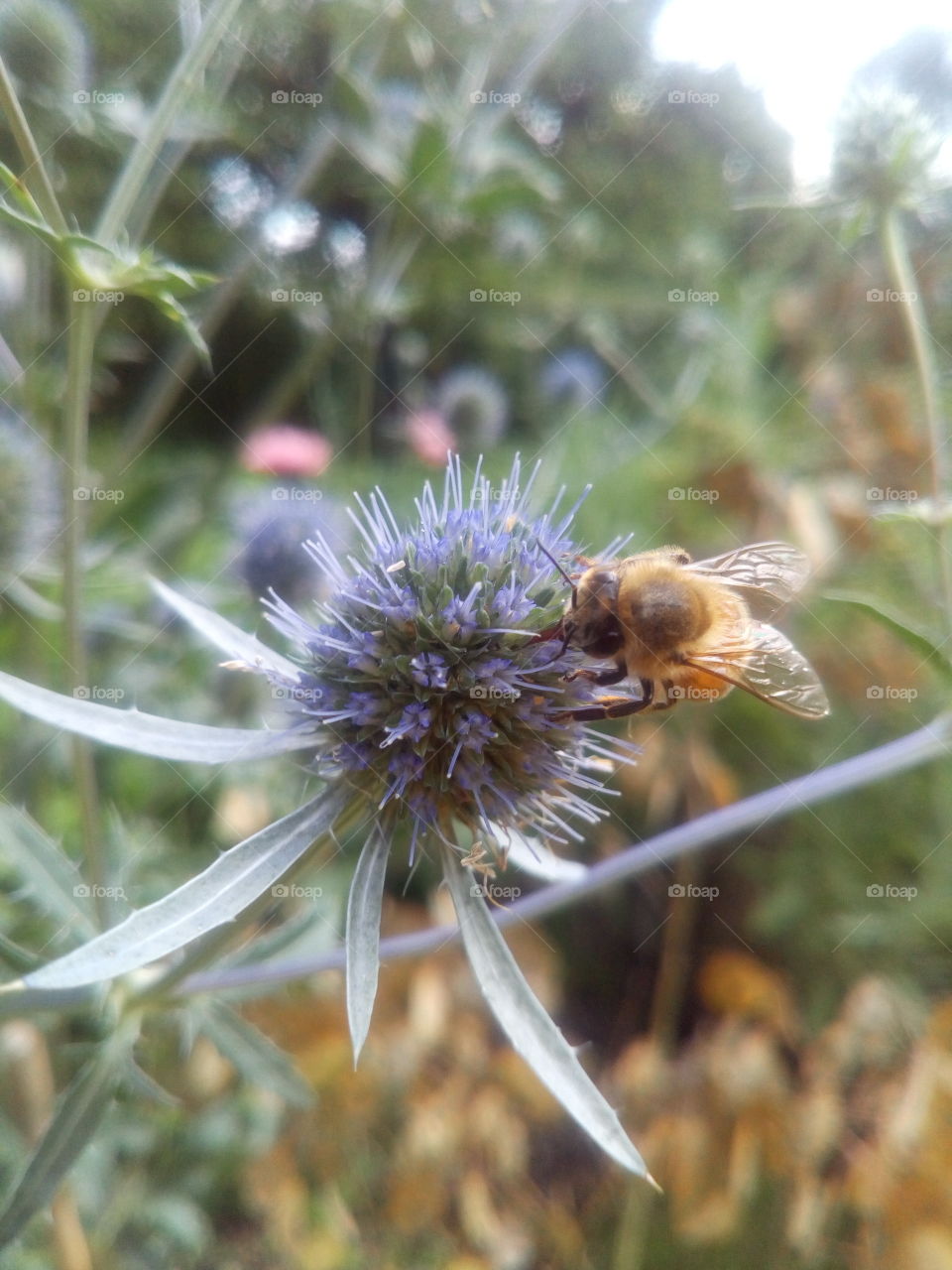 Flower with bee