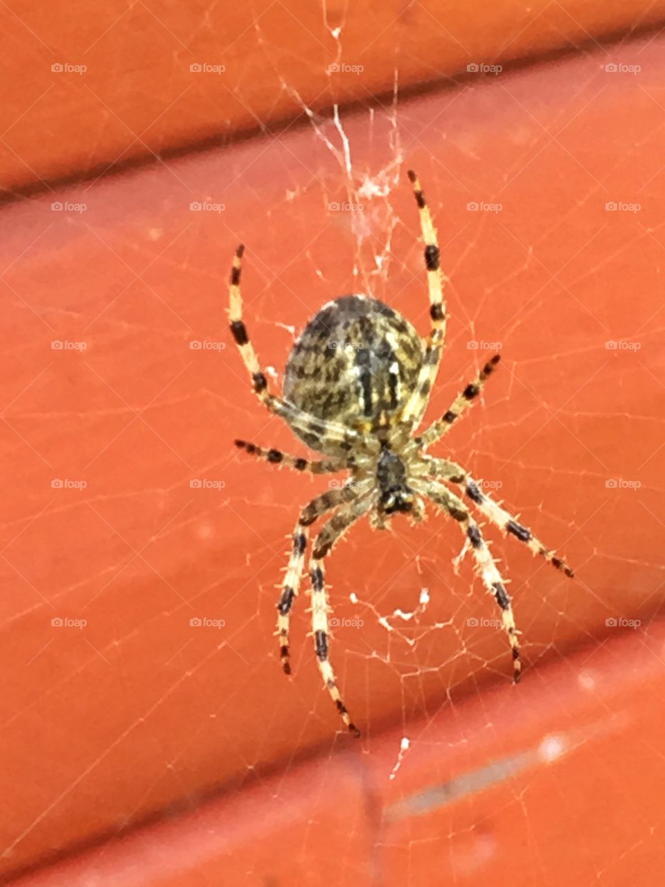 Spider (close up)