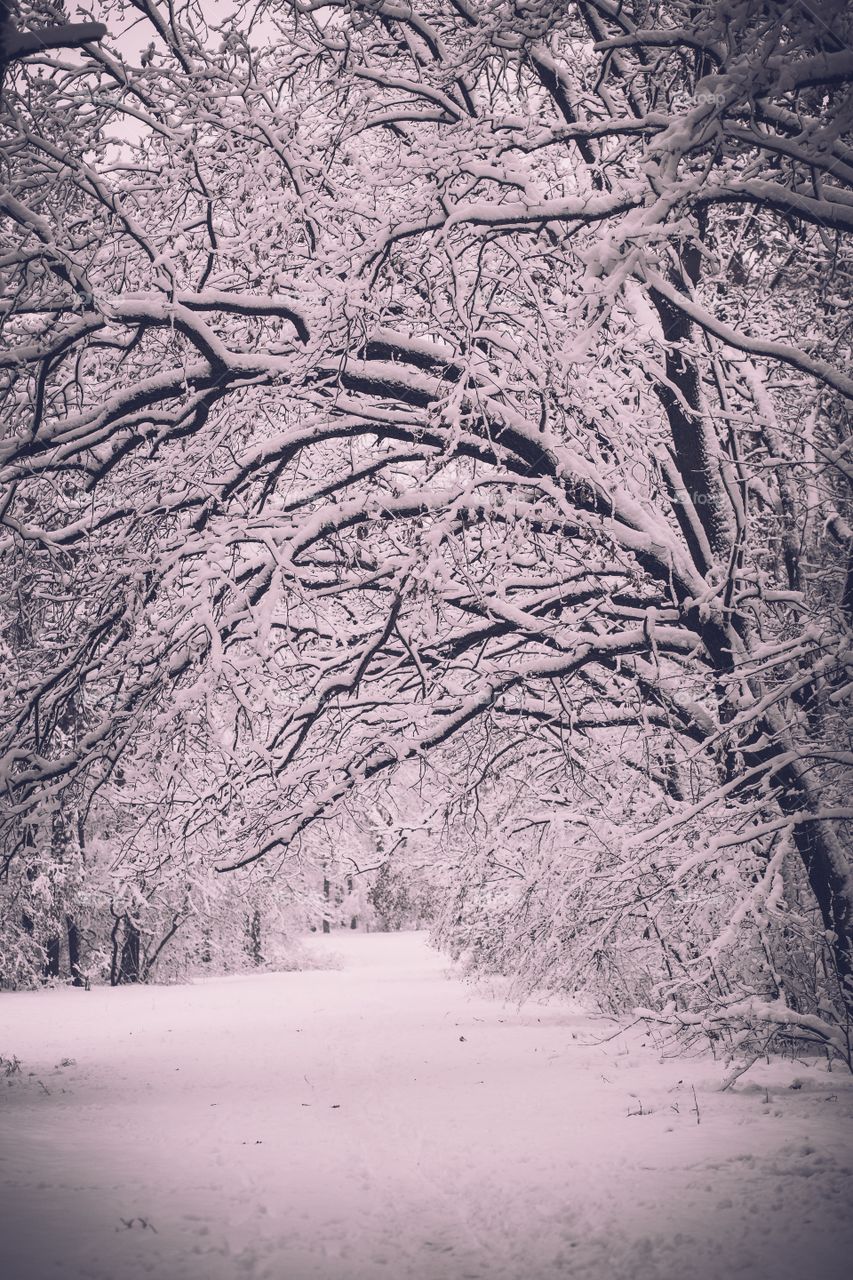 Winter forest 