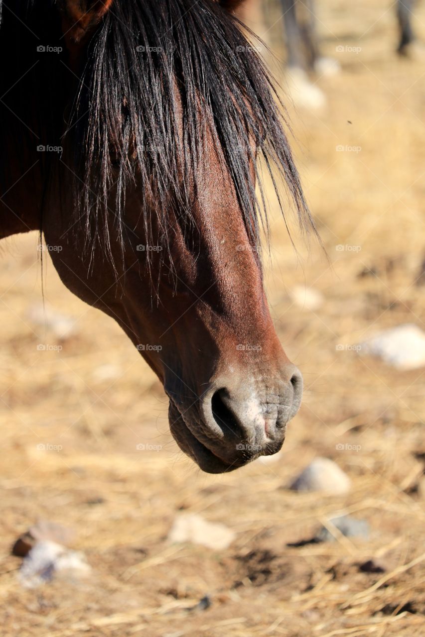 Profile view wild American mustang horse stallion in the desert