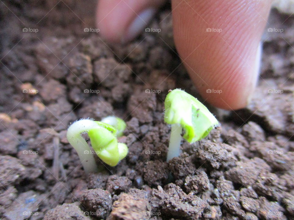 Close-up of a person planting seedling