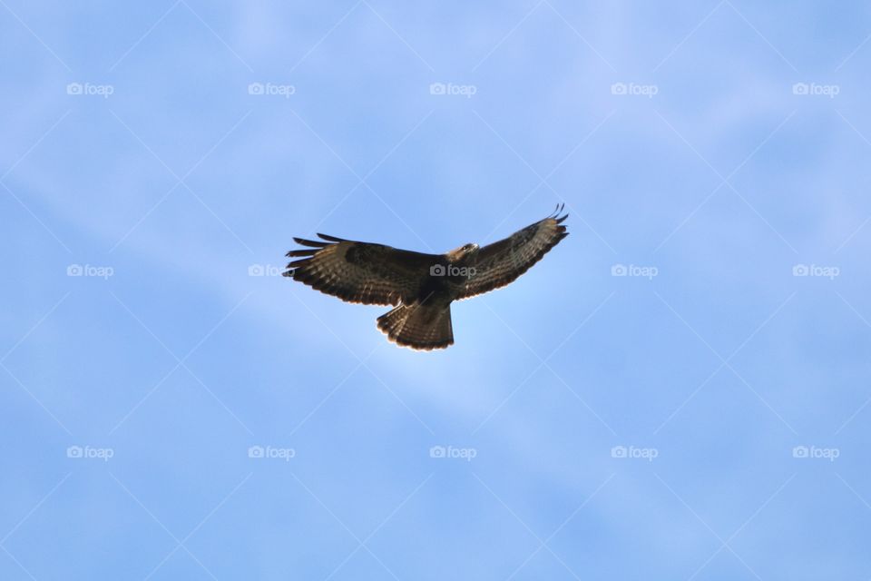 Buzzard 