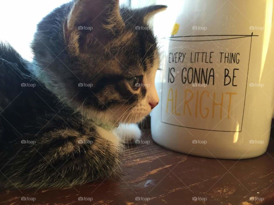 Kitten motivational