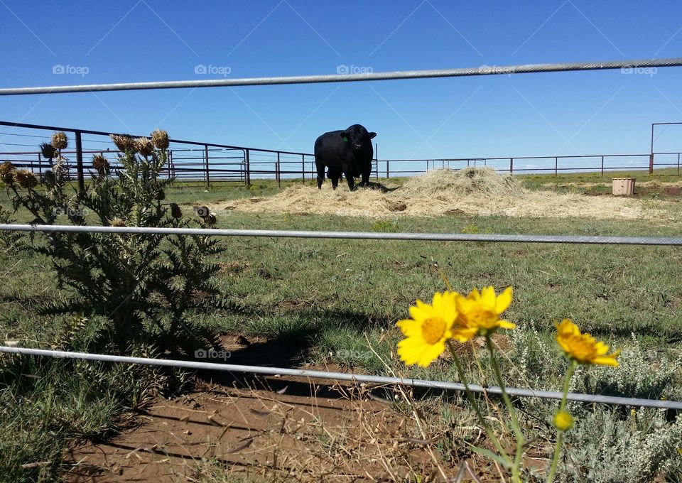 Bull and Flowers