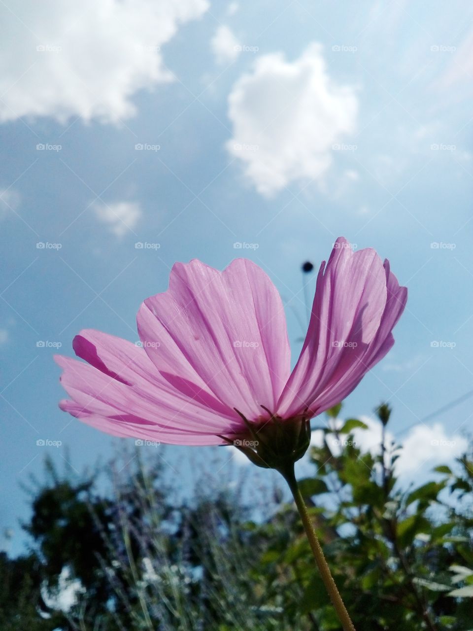 beautiful pink flowers in summer time and blue sky background