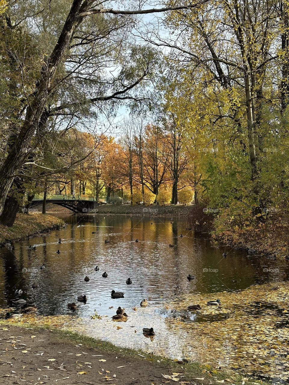 Autumn park pond with ducks