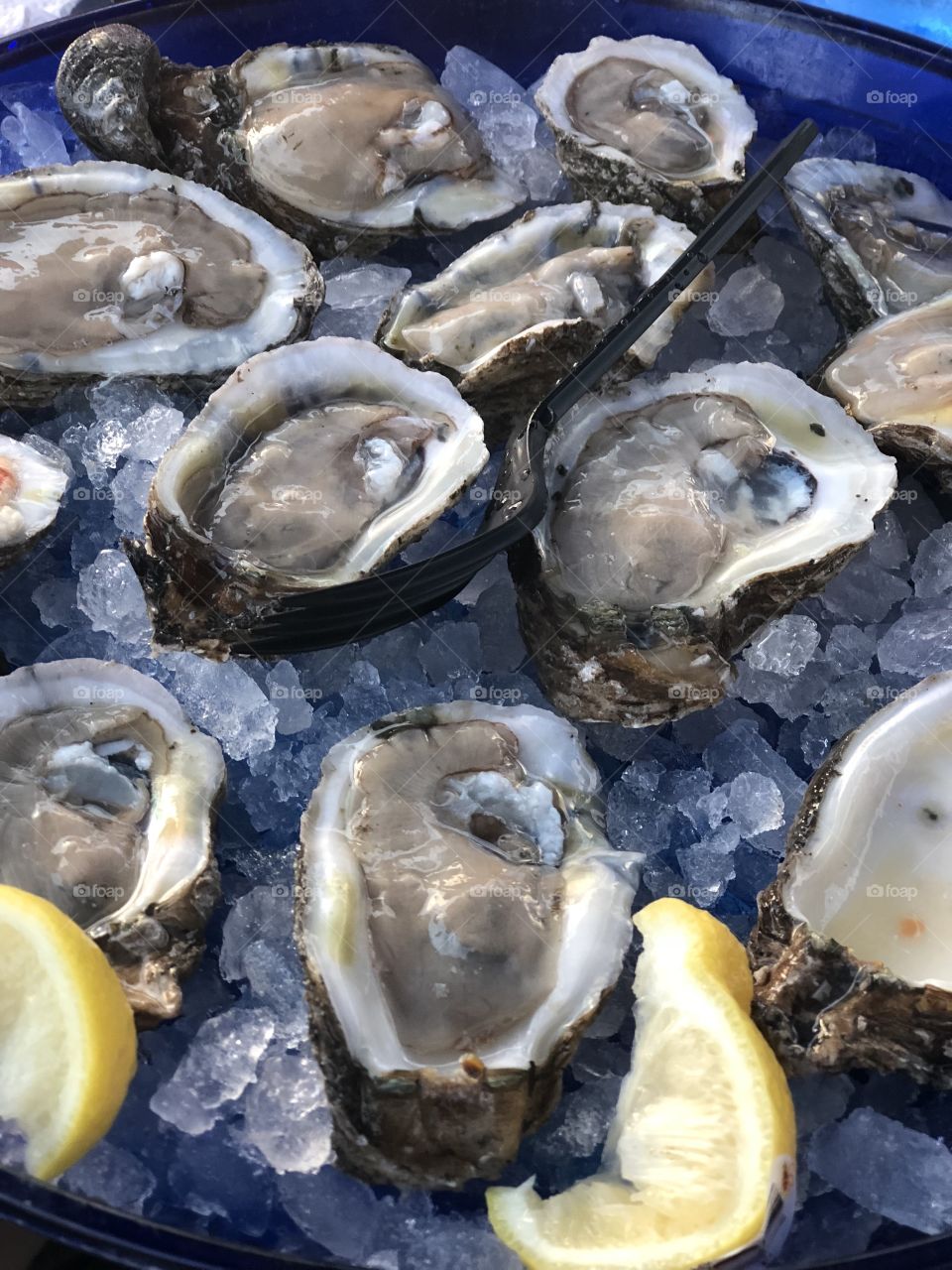 Oysters 