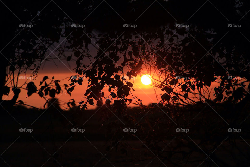 tree sunset orange sun by jonpunshon90
