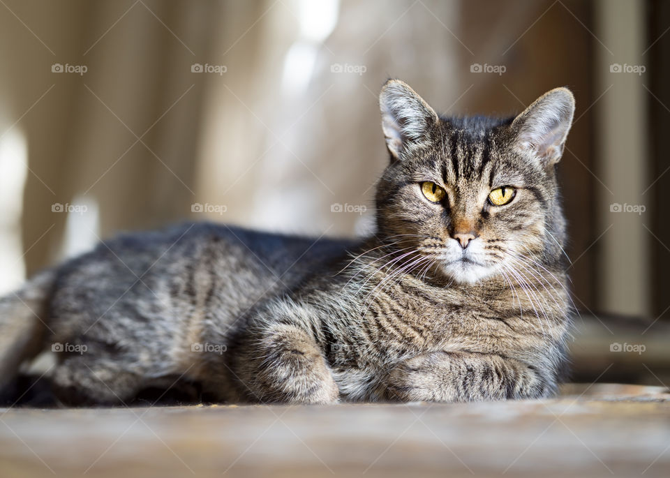 The pet cat is like a tiger, gracefully lying and looking at the camera.  light photo