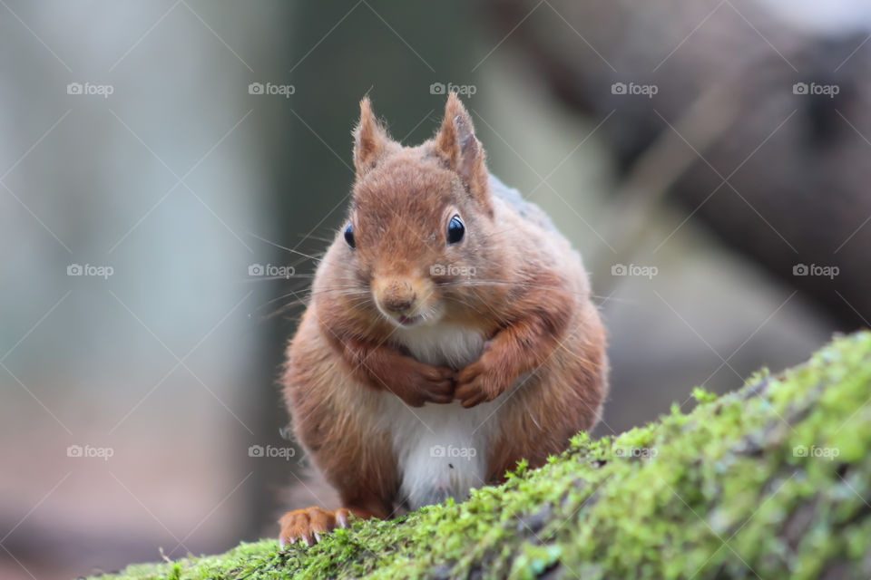 Squirrel