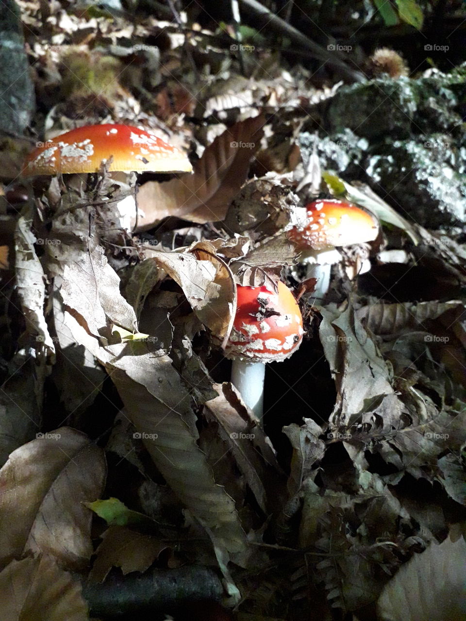 amanite champignons