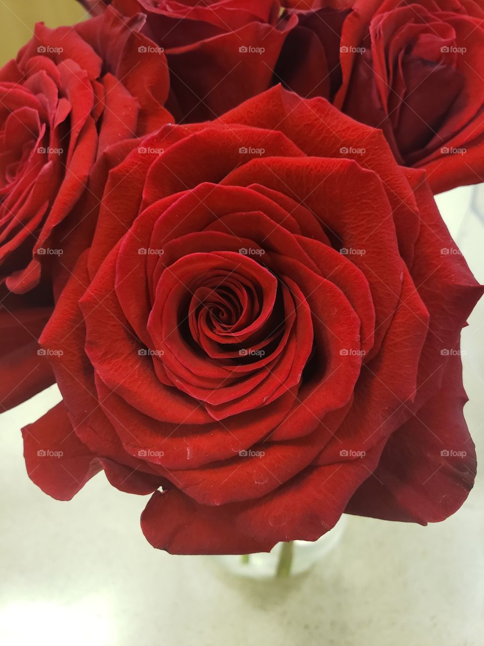 a rose is a rose