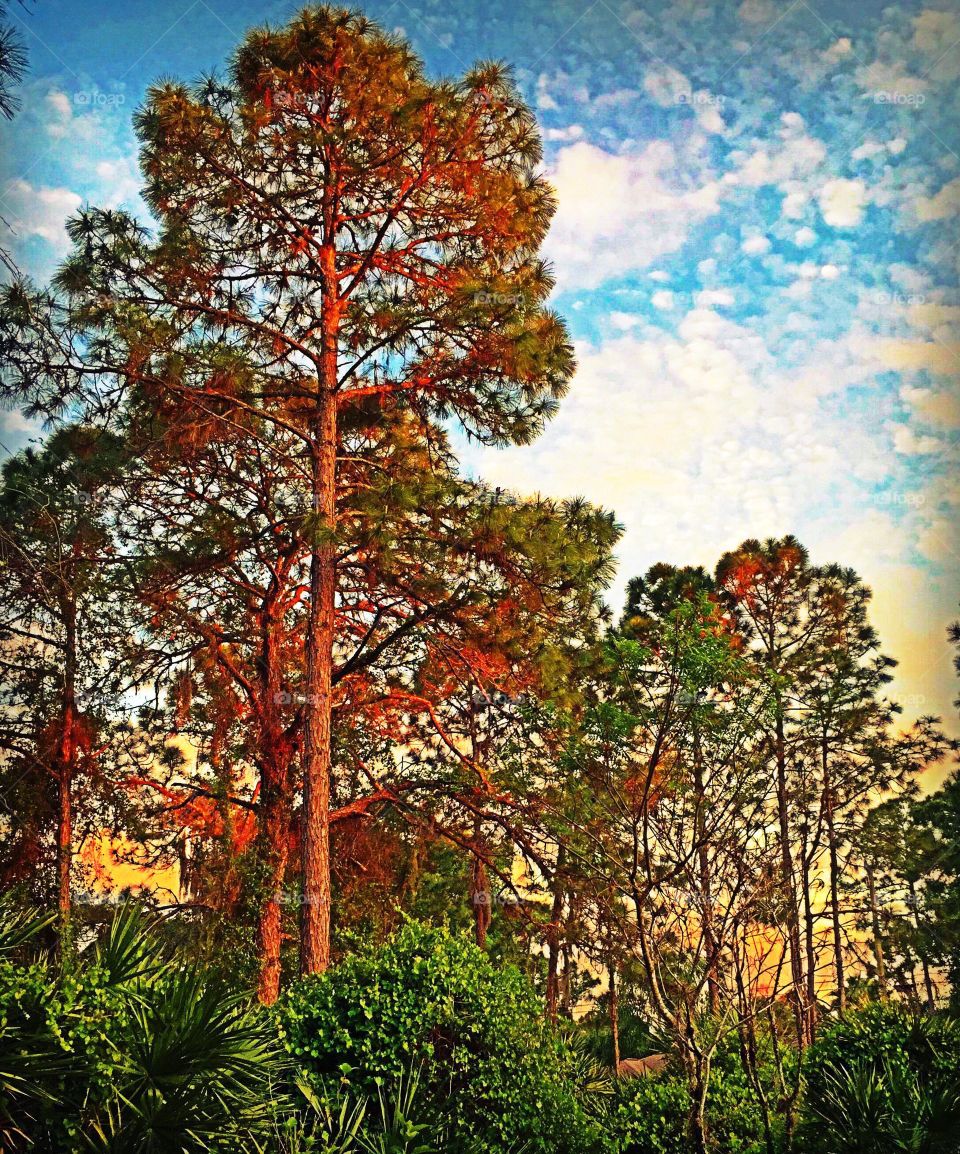 Forest in the golden hour . Forest in the golden hour. 