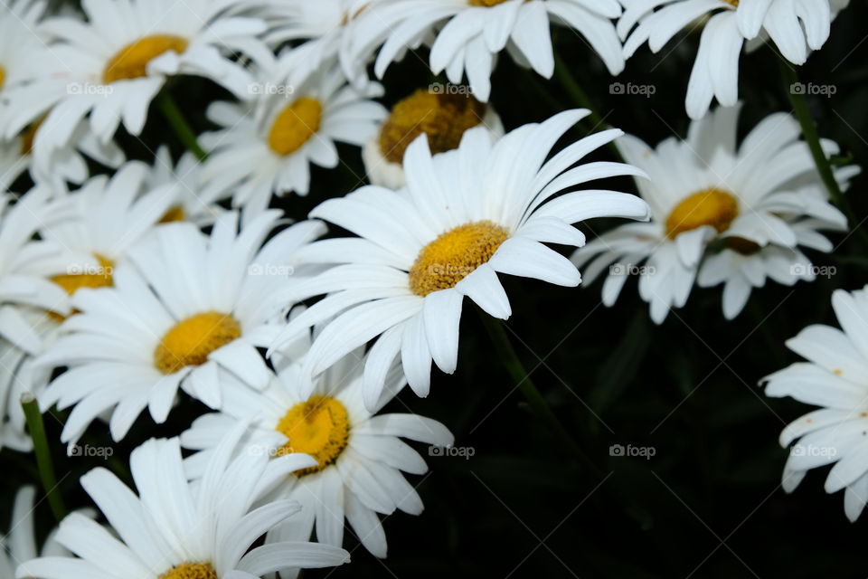 Spring daisies 