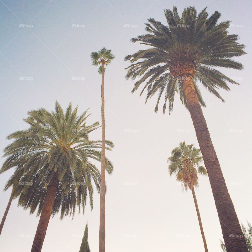 Summer Palm Trees. Palm trees in Santa Monica, CA