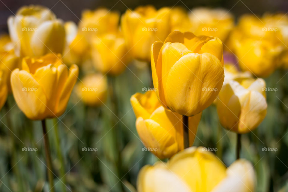 Close-up of tulips