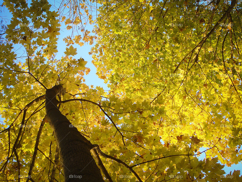 Yellow golden autumn tree foliage