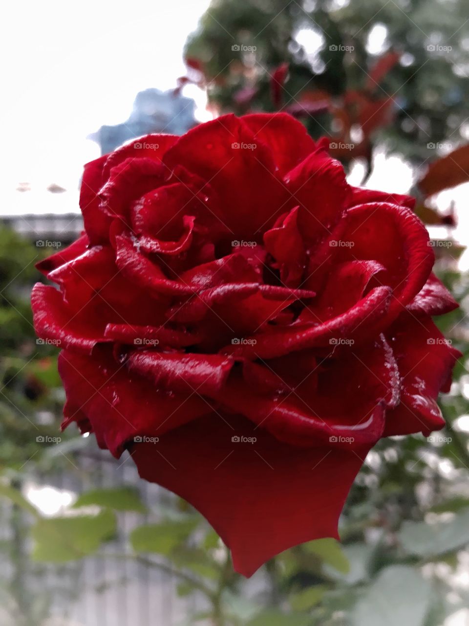 Red Rose, after a rainy day, holding its beauty and majesty in a garden in a big city downtown 