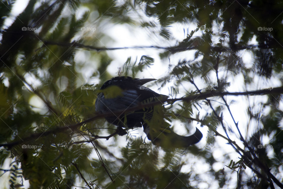 Black drongo, a beautiful blue black bird, looking around, searching for some tasty tit-bits.